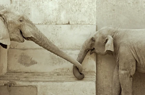 El amor de los elefantes — Foto de Stock