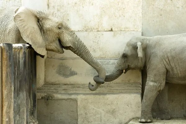 Amor dos elefantes — Fotografia de Stock