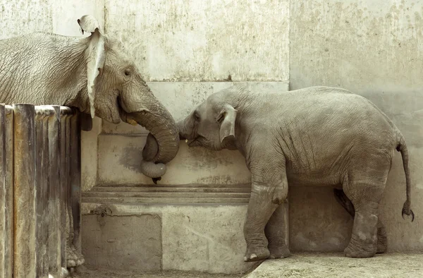 Слони любов — стокове фото