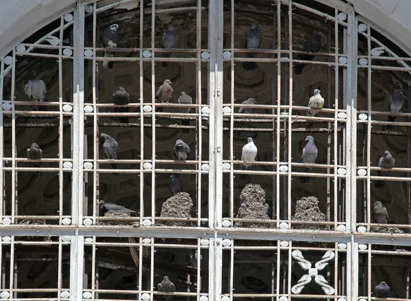 The pigeons — Stock Photo, Image