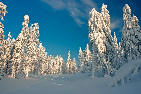Winter fores — Stock Photo, Image
