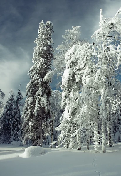 Kış ormanının — Stok fotoğraf