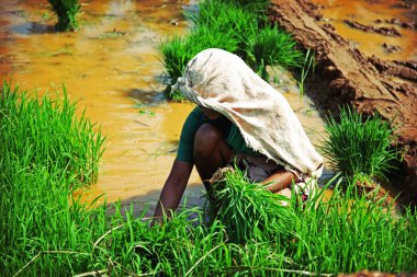 Woman, planting rice clipart