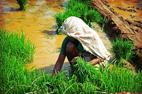 种植水稻的女人 — 图库照片