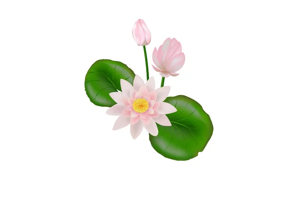 Lotus flower met bladeren, vector — Stockvector