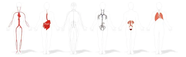 Die wichtigsten Systeme des menschlichen Körpers — Stockfoto