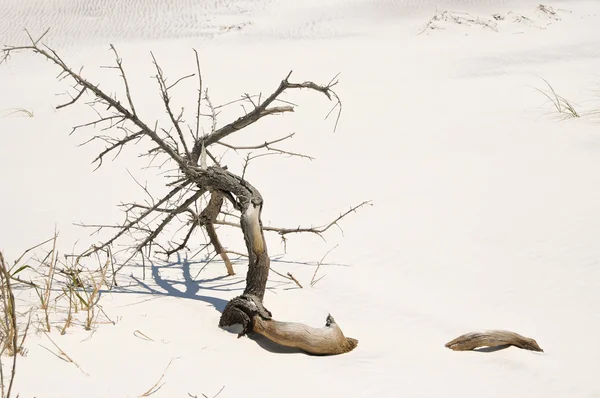 stock image Driftwood