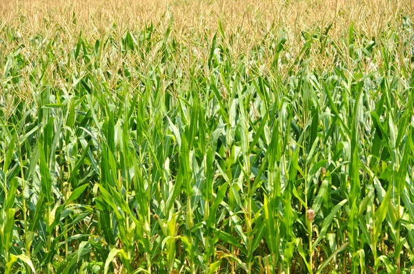 Field of Corn — Stock Photo, Image