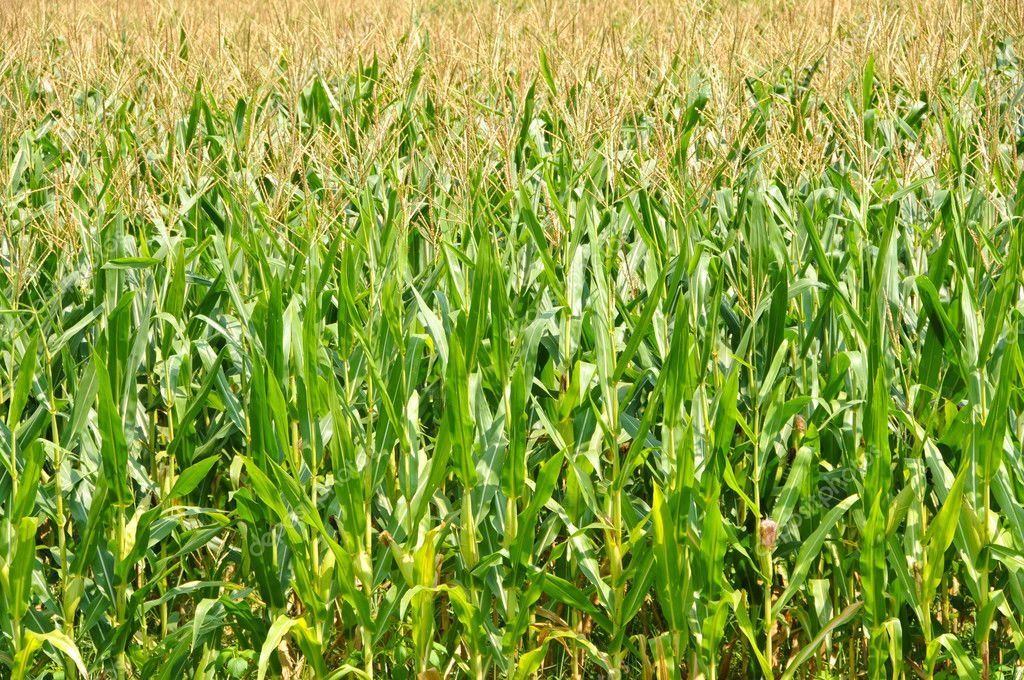 Field of Corn — Stock Photo © EyeMark #2560538