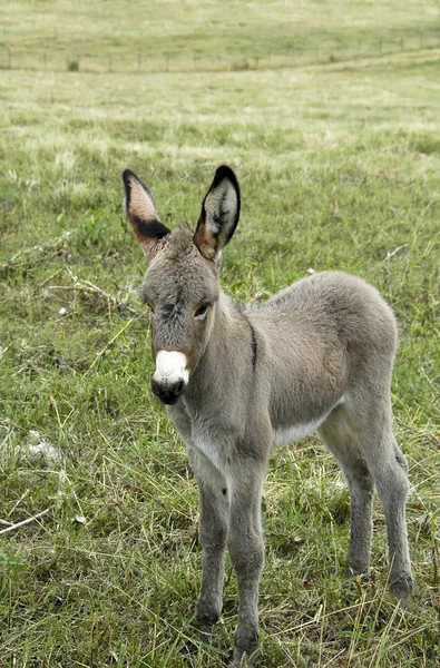 Baby Donkey — Stock Photo, Image