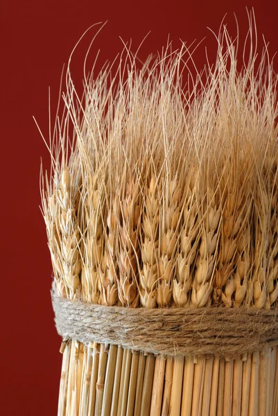 Sheaf of Wheat — Stock Photo, Image