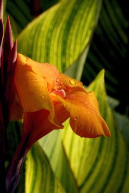 Canna Lily