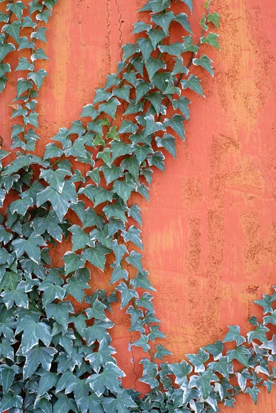 stock image Climbing Ivy