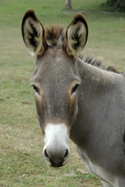 Donkey Portrait — Stock Photo, Image