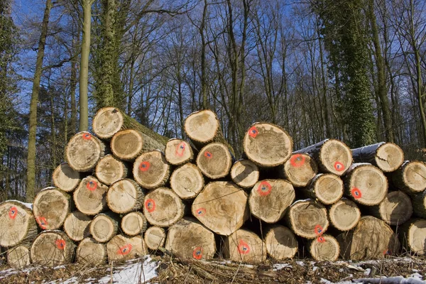 Empilhamento de madeira — Fotografia de Stock