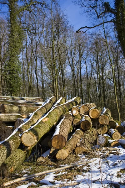 Stackof wood — Stock Photo, Image
