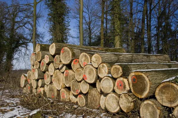 Stackof dřevo — Stock fotografie