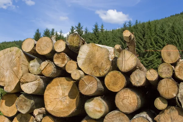 Uma pilha de madeira — Fotografia de Stock