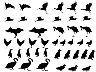 Bird collection clipart