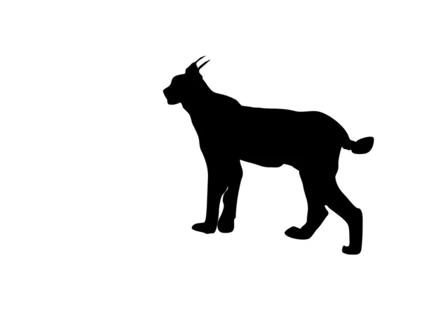Lynx siluet vektör — Stok Vektör