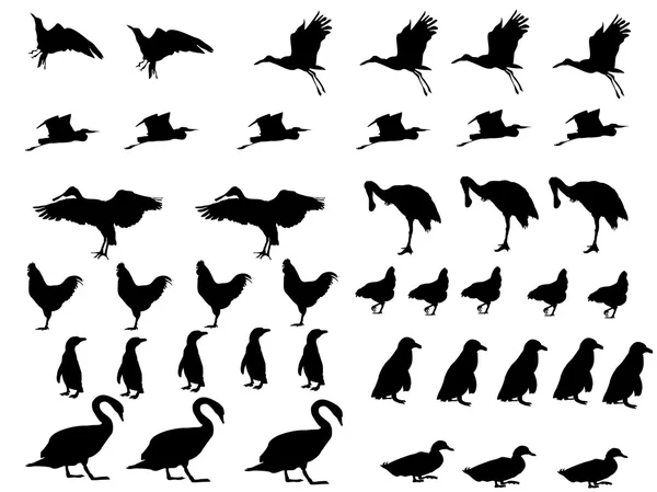 鳥のコレクション — ストックベクタ
