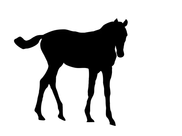 Foal silueta vector — Vector de stock