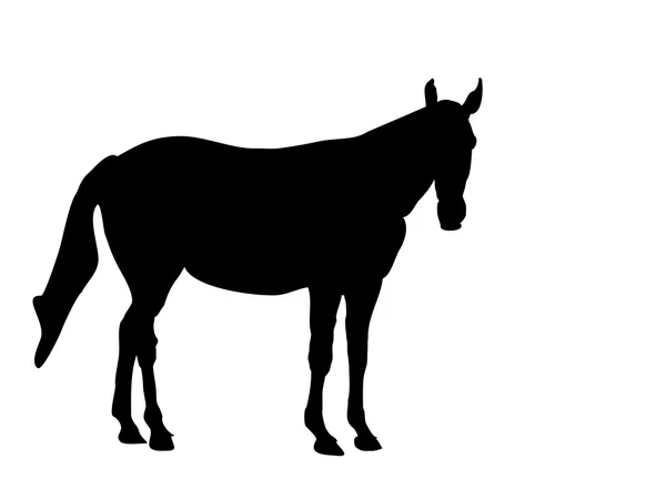 Paard-silhouet — Stockvector