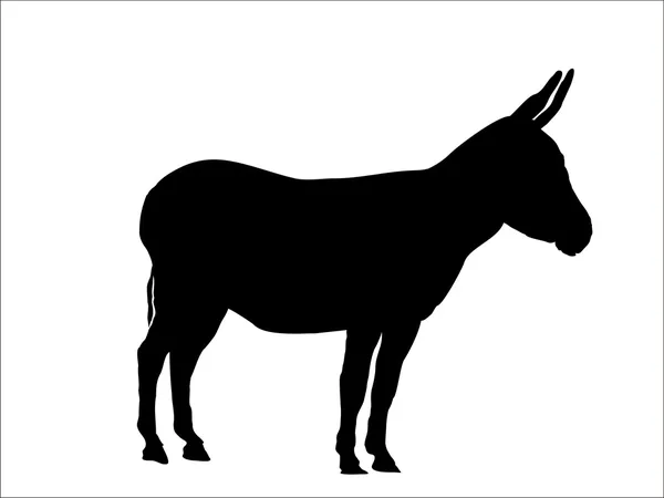 Esel — Stockvektor