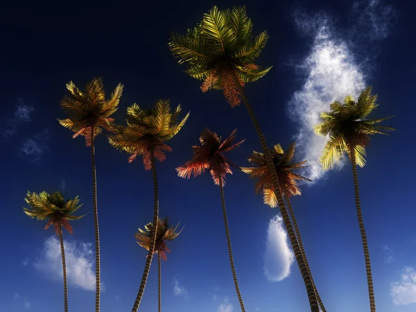 Wild Palms — Stok fotoğraf