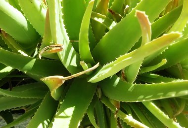 Aloe Vera Fabrikası 'nı kapatın.