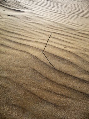 Maspalomas tepeleri