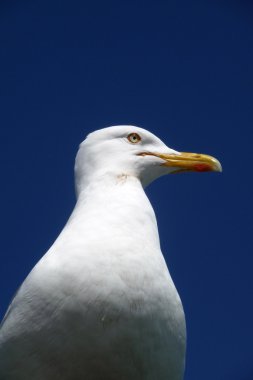 Brighton Seagulls Flying In The Air clipart