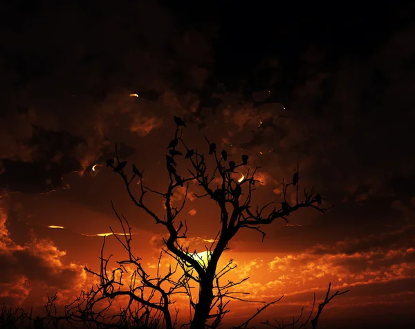 Oiseaux sur arbre avec fond de coucher de soleil — Photo