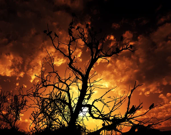 Fåglar på träd med solnedgång bakgrund — Stockfoto