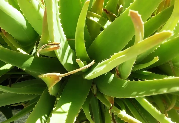 Cerca de Aloe Vera Plant — Foto de Stock