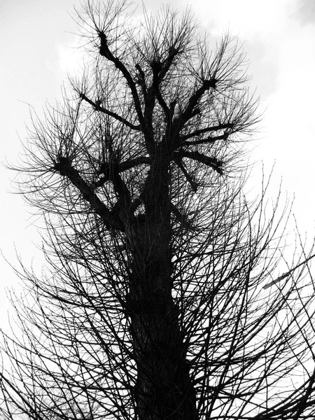 Coppiced дерево — стокове фото