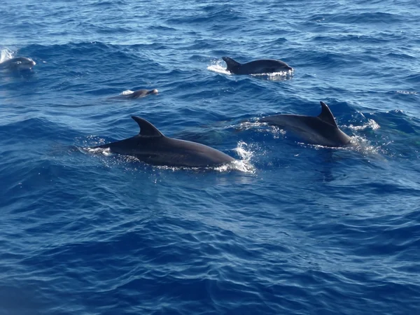 Delfines — Foto de Stock