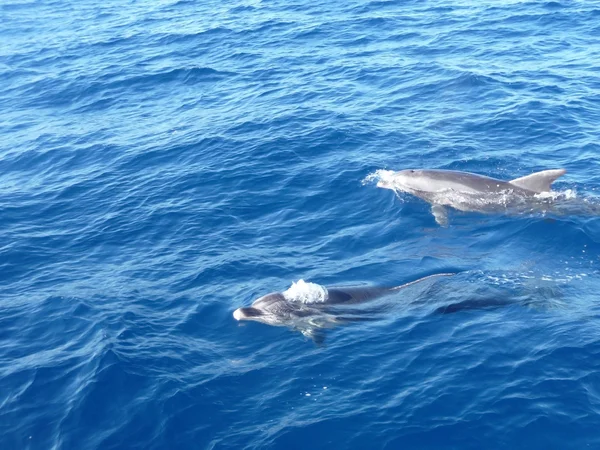 Delfini — Fotografie, imagine de stoc