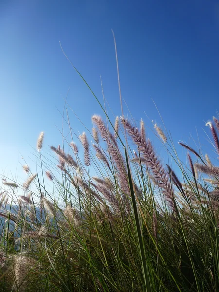 Трава и небо — стоковое фото