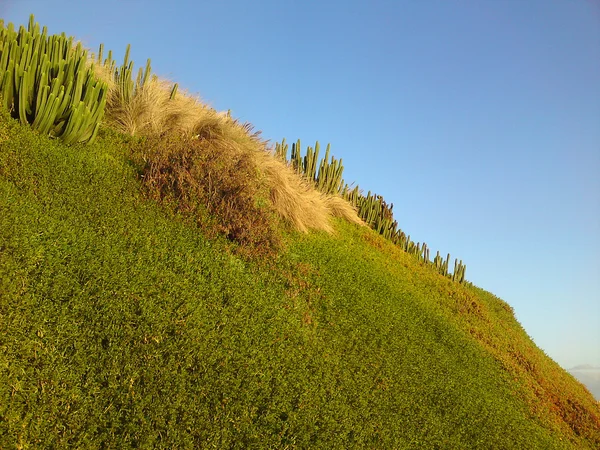 Yeşil kaktüs Hill — Stok fotoğraf