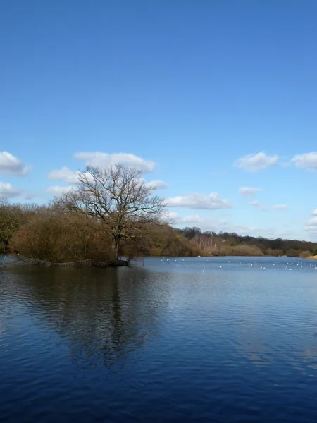 Hainault Forest Water — Stock Photo, Image
