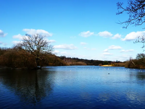 Hainault Forest Water — Stock Photo, Image