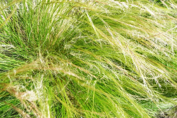 Langes Gras — Stockfoto