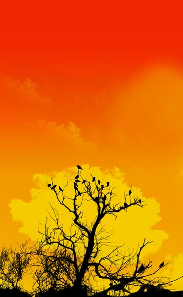 Pomarańczowe niebo i drzewa planie — Zdjęcie stockowe