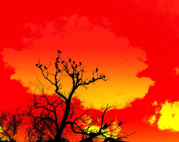 오렌지 하늘과 나무 전경 — 스톡 사진