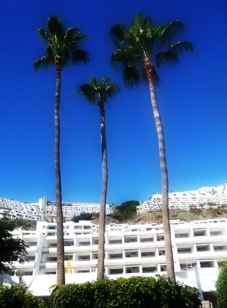 Palm Tree View — 스톡 사진