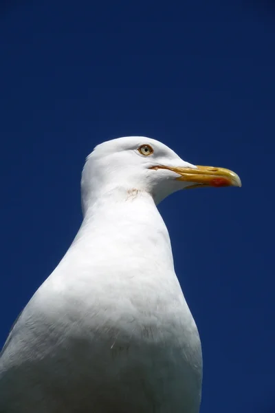 Brighton seagulls latania w powietrzu — Zdjęcie stockowe
