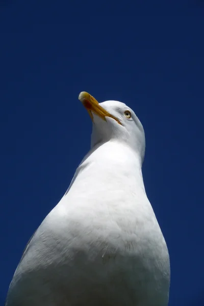 Brighton Seagulls Flying In The Air — Stock Photo, Image