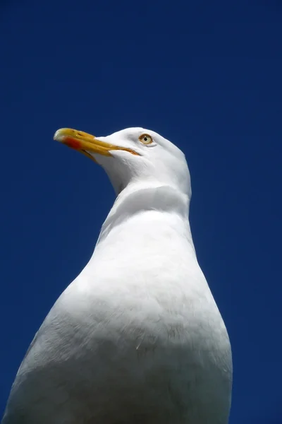 Brighton Seagulls Flying In The Air — Stock Photo, Image