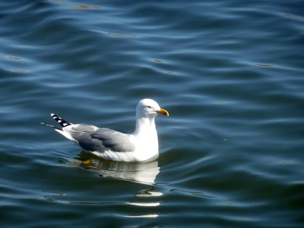 Seagull On Maspalomas Nature Reserve — Stock Photo, Image